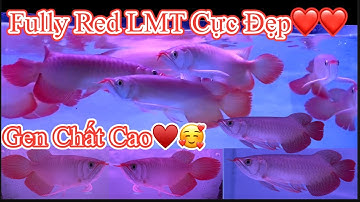REVIEW 12 FULLY RED LMT ĐẸP XUẤT SẮC LÚA MỀM AE TRANH THỦ TRÃI NGHIỆM-CÁ RỒNG VIỆT NAM AROWANA |1910