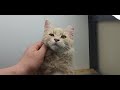 How to pet a cat  thrifty biddings mascot freddie the cat  not for sale 