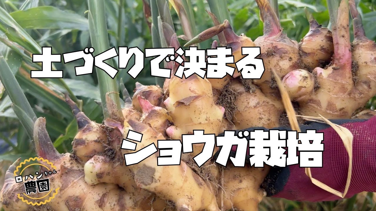 ４月になったらすぐ植えたい！！【生姜】の土づくりと種生姜選び・芽出し！【農家の家庭菜園】【ショウガ】