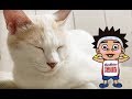 【池崎猫動画】超絶怒涛の癒し猫！ふうらい絵巻~其の壱~