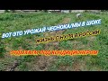 ОТДЫХАЕМ ПОД КОНДИЦИОНЕРОМ/ВОТ ЭТО УРОЖАЙ