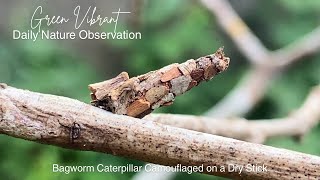 Day 8: Daily Nature Observations📝 | Bagworm Moth Caterpillar Camouflaged on a Dry Stick😮