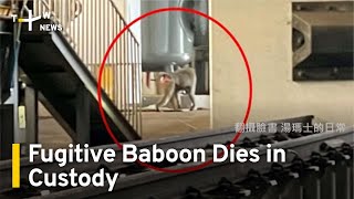 Fugitive Baboon Dies In Custody Taiwanplus News