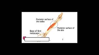 Muscles of the forearm | Origin , Insertion and Action | Part 4 medicalshorts mbbs doctor