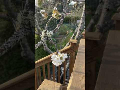 Vídeo: English Morello Cherry Tree: com cultivar cireres amargues angleses