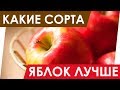 Какие выбрать яблоки? Красные, желтые или зеленые