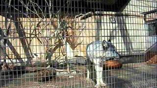 オオカミさんの遠吠え　The howling of wolves.