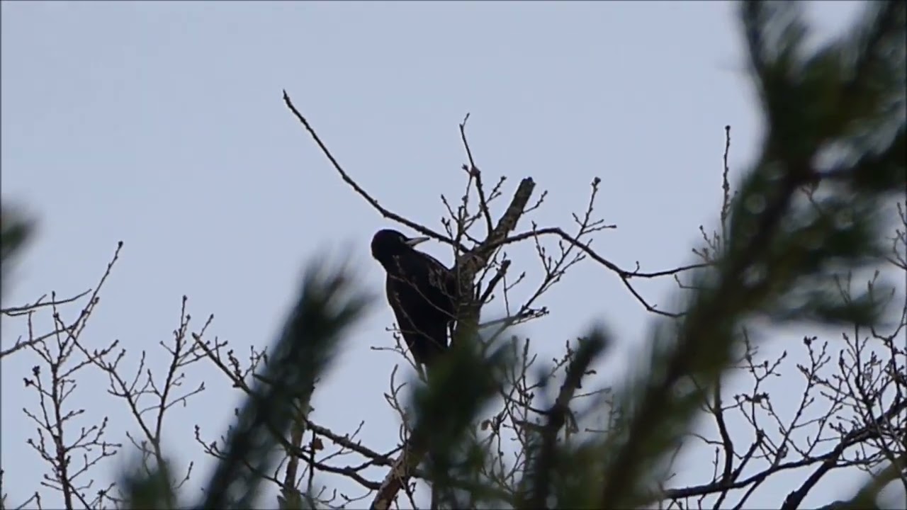 Picamaderos negro (Dryocopus martius) 15-2-2022