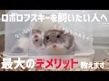 ロボロフスキーハムスターを飼う最大のデメリットをお教えします