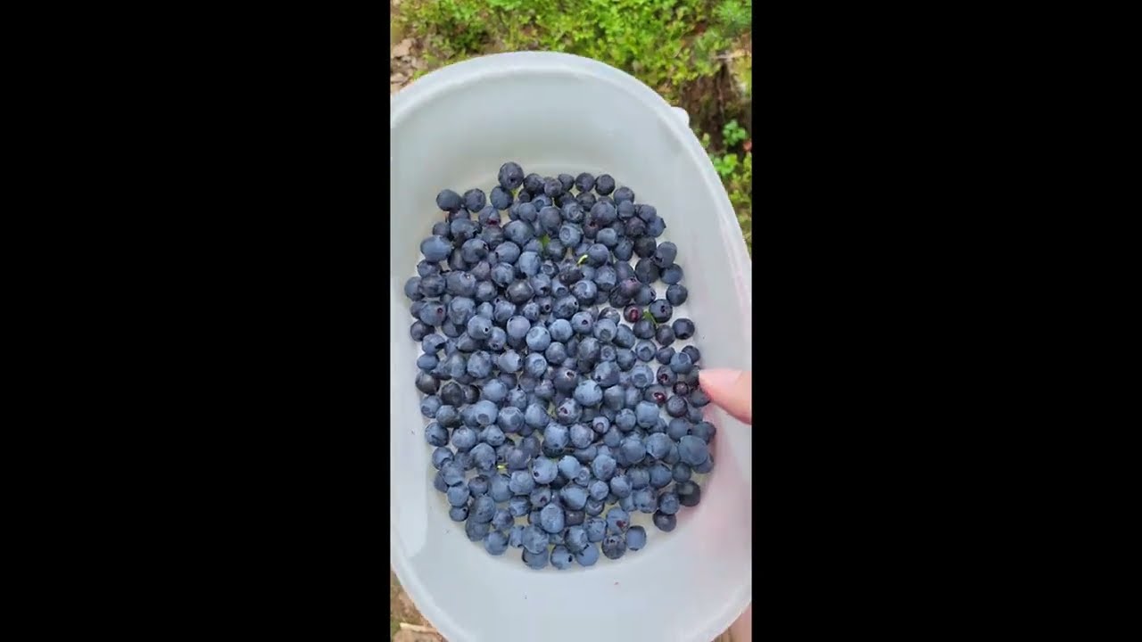 Natural dyeing with blueberries from the forest!🫐