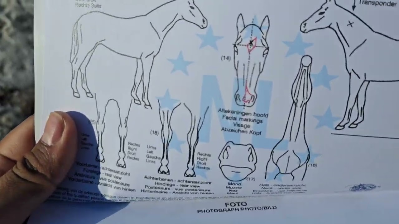 KWPN  кулнан Европа тел:+996 550 245 005