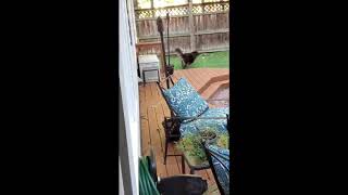 Duke CrisisDogsNC rescue needs a home