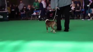 Kid Vom Kaiserstuhl En Crufts 16