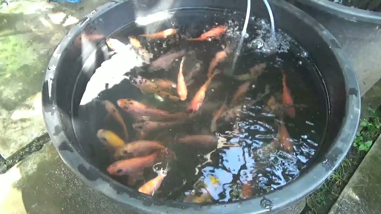 Tebar Ekstra Padat,Budidaya Ikan Nila Di Dalam Ember - YouTube