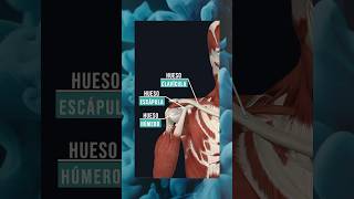 HUESOS DE LA ARTICULACIÓN DEL HOMBRO. #cuerpohumano #fisioterapia #medicina #anatomía #educación