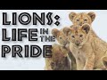 Lion's Life and Social Structure Quiz