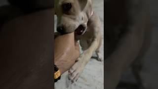 #phonkmusic #music #beach #guitar #phonk #remix #dhurandhar #pitbull #dog #travel #farming #ayam