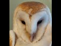 February 20, 2022 Barn Owl Release
