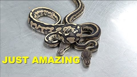 Amazing Enhancer Ball Python Clutch Update !!