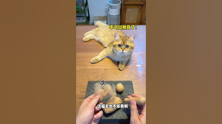 【牛奶是只猫】小黄毛也有自己的羊毛毡了！