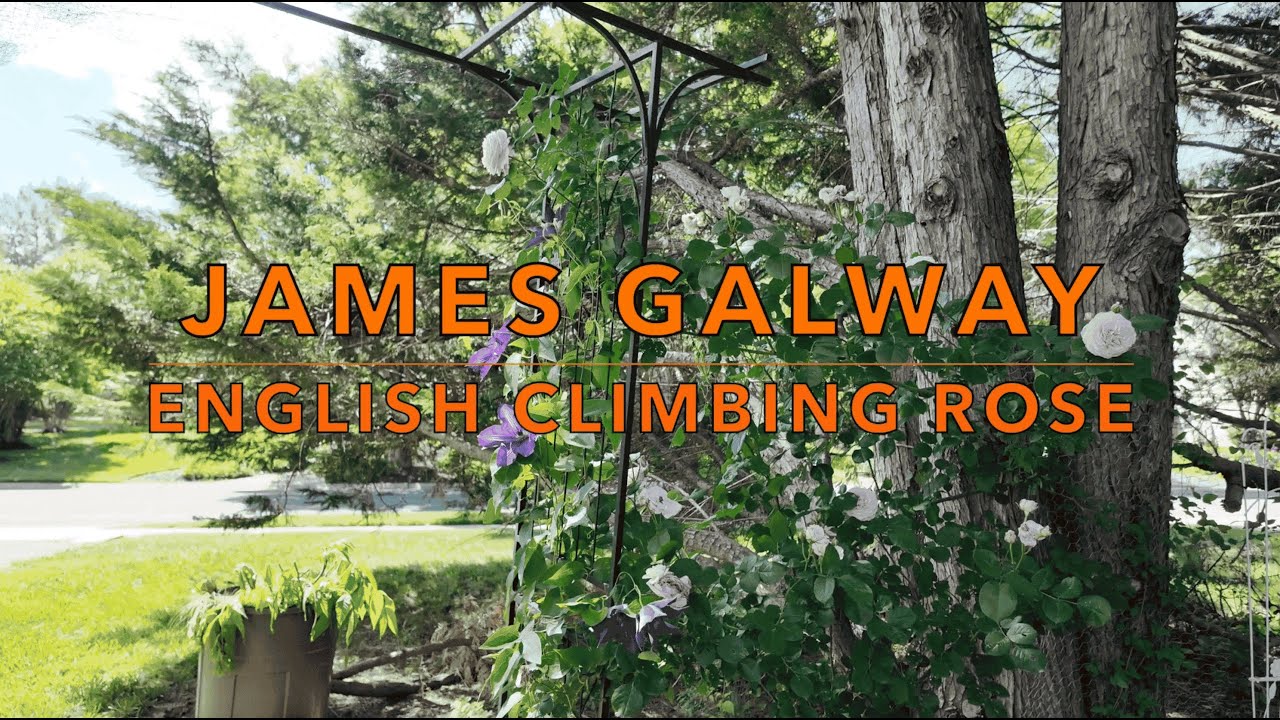 Introduction to Rose Varieties：James Galway｜English Climbing Rose｜Rosa ｜English Rose｜David Austin