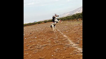 محد يعلى علينا ويكبر راس 