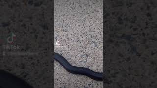 ☠Baby Snake Bite☠ Profile