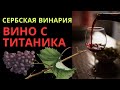 Сербские вина и ракия в винном погребе. Фестиваль &quot;Дни винограда&quot; в Баношторе