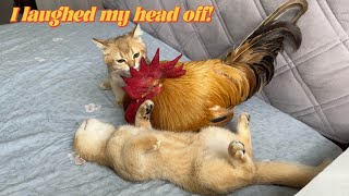 I laughed my head off!Roosters learn to use toilets.A kitten as a rooster is a toy.Funnycute animals