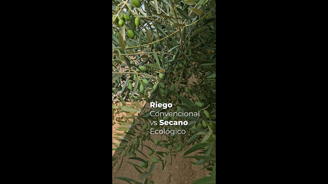 RIEGO CONVENCIONAL VS SECANO ECOLÓGICO - OLIVAR