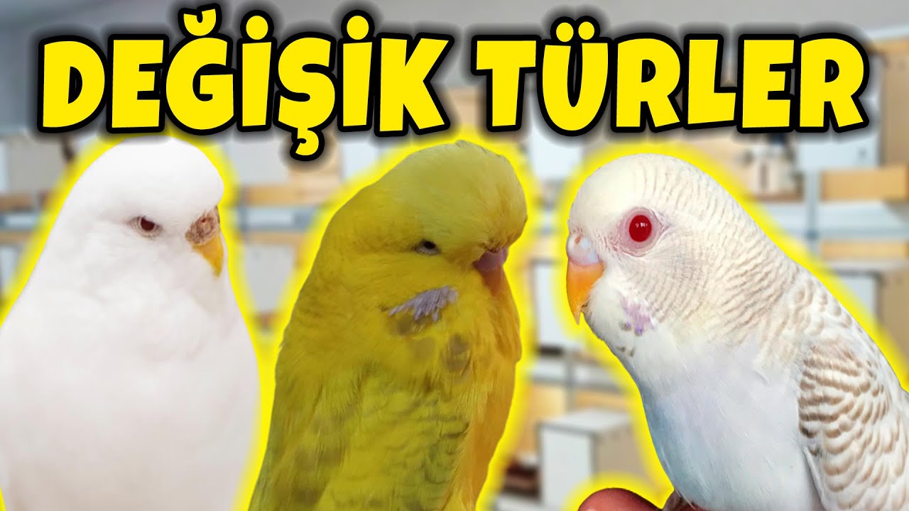 MUHABBET KUŞU TÜRLERİ l FALLOW , LACEWİNG , COBALT , SHOW KIRIĞI l