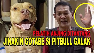 JINAKIN GOTABE SI PITBULL GALAK