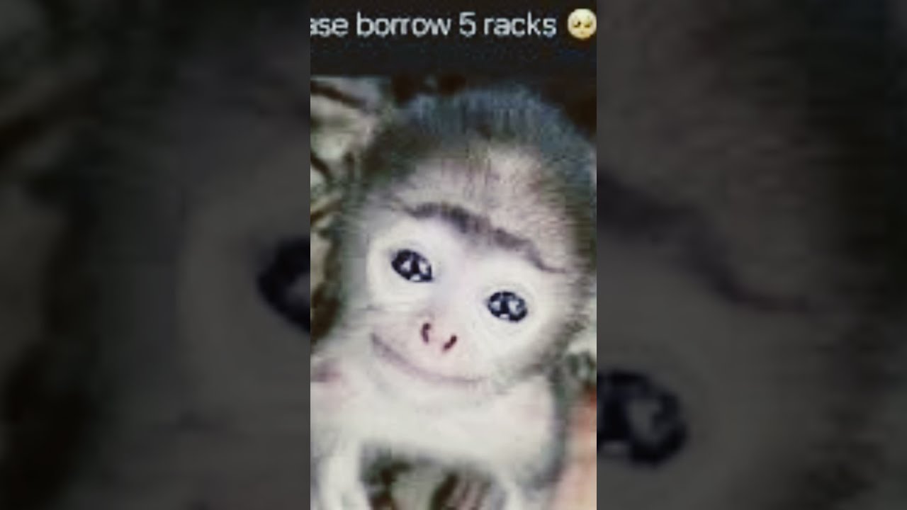 Can I Please Borrow Five Racks YouTube Can I Please Borrow Five Racks YouTube