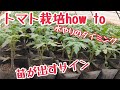 年間1万本植えるトマト農家。トマトが出すサイン色々。良い状態の苗お見せします。