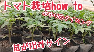 年間1万本植えるトマト農家。トマトが出すサイン色々。良い状態の苗お見せします。