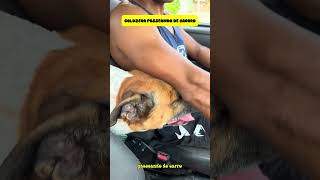 GOLDZERA AMA PASSEAR DE CARRO ? #funny #shorts #youtubeshorts  #viral #comedy #dogs #foryourpage