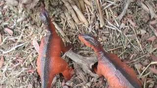 PREHISTORIC- Episode 6- Predator and Prey (1/2)
