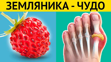 ЯГОДА ЖИЗНИ! Всего одна ЗЕМЛЯНИКА и нет болезней! Врачи в шоке!