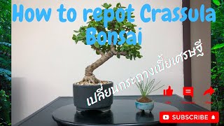 เปลี่ยนกระถางบอนไซเบี้ยเศรษฐี - How to repot Crussula Bonsai