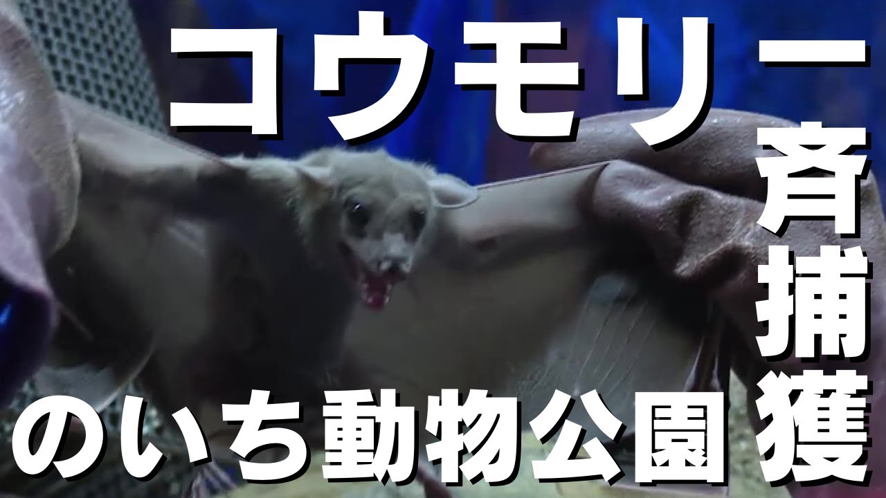 Japan's Largest Colony of Egyptian Fruit Bats! Noichi Zoological