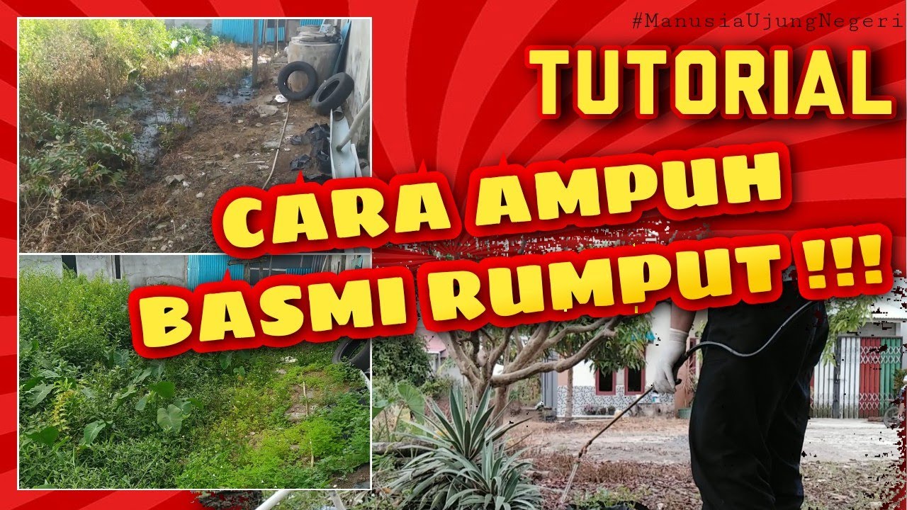 BASMI RUMPUT | Cara Ampuh Basmi Rumput Menggunakan Herbisida Roundup ...