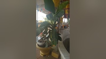 Miếu Cổ Gia Gòn. Ở Tây Ninh