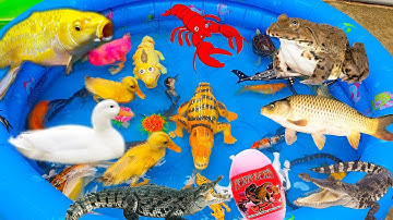 Thỏ Vlog Đi Tìm Hiểu Các Con Vật, Con Rùa, Con Tôm, Cá Sấu, Cá Koi