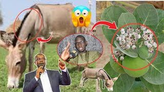 Secret Dindi def def Ak Thiate té koula ligueye Guiss ko, lima guiss thi Sonko S Modou Kara Révèle 