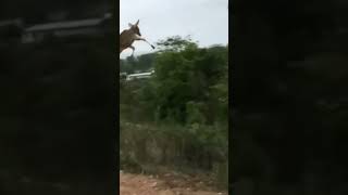 el salto de un venado puede alcanzar hasta los 2 metros de altura #impresionante #naturaleza #animal