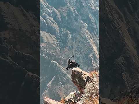 Vídeo: Canó del Colca, Guia de viatge del Perú