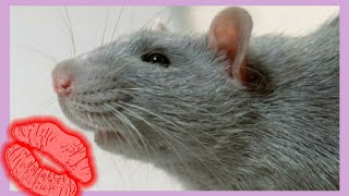 Домашние крысы дамбо отдыхают😁