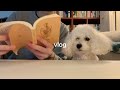雨だから散歩して、本を読もう | 犬との暮らし | 読書vlog