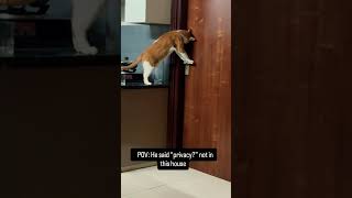 What’s that?? #cat #funny #orangecat #viral #explore #catlife #comedy #catlaughs #catworld