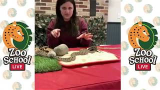 Zoo School Live! 3.23.20